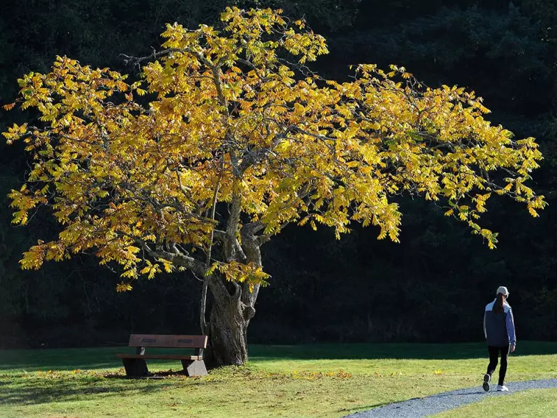 Metro Vancouver Considers Expanding Campgrounds as Outdoor Recreation Demand Soars