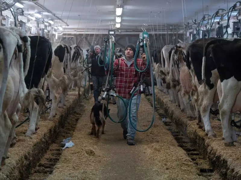 Milk's Evolution: From Ancient Intolerance to Modern Innovation