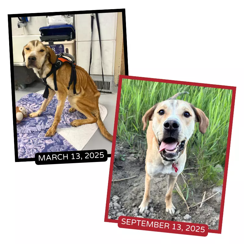 Montreal SPCA Launches 24/7 Animal Abuse Hotline