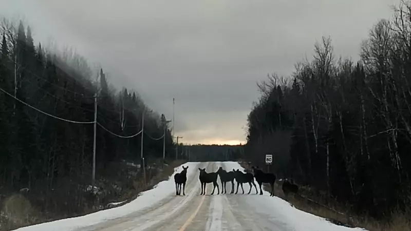 Moose Herd Blocks Northern Ontario Highway in Stunning Viral Photo