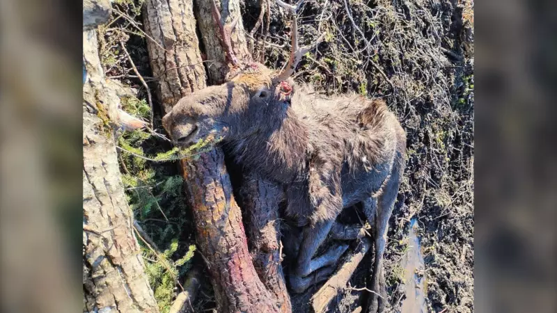 Moose Illegally Shot and Wasted in Northern Ontario, Investigation Ongoing