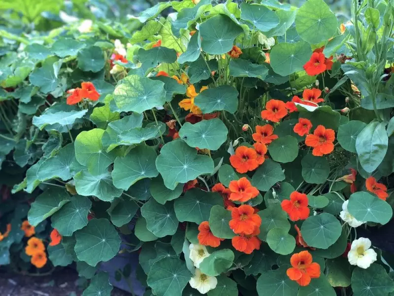 Nasturtiums: The Self-Sowing Superflowers That Plant Themselves in Your Canadian Garden