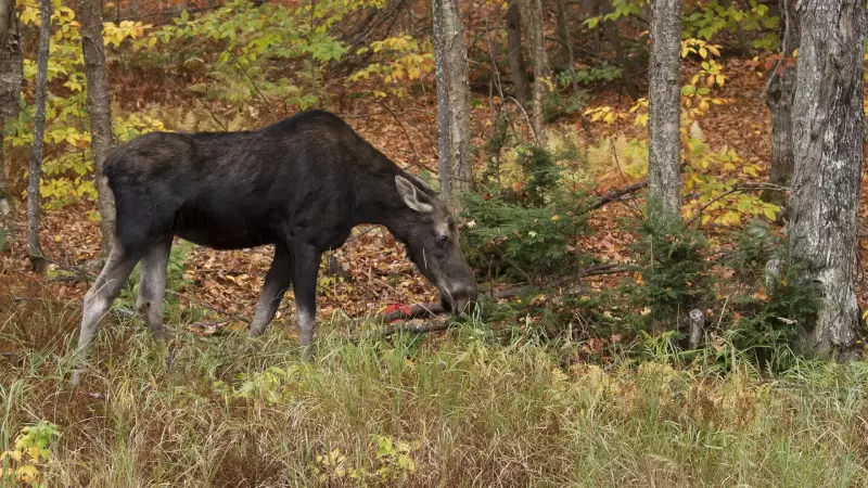 Ontario Hunters Fined $20,500 in Major Moose Poaching Case
