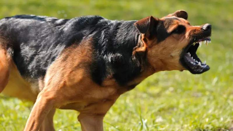 OPP Issues Public Safety Alert After Aggressive Dog Incidents in Huron