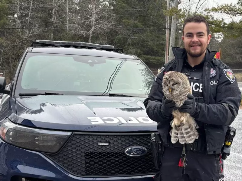 Ottawa Police Constable, an Aspiring Falconer, Rescues Injured Barn Owl