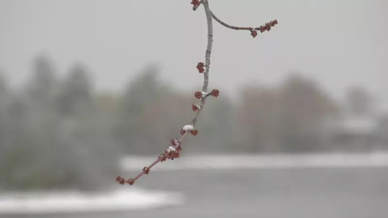 Ottawa Sees Light Snow Flurries This Thursday Morning