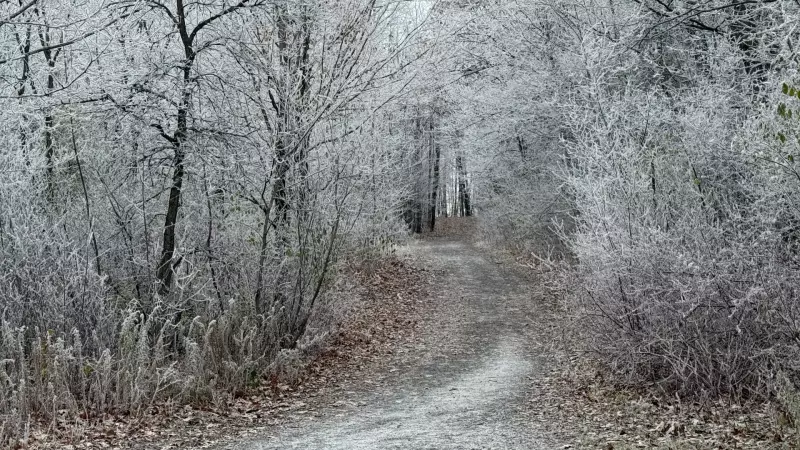 Ottawa's Friday Weather Mix: Frost, Ice Fog Before Sunny Weekend