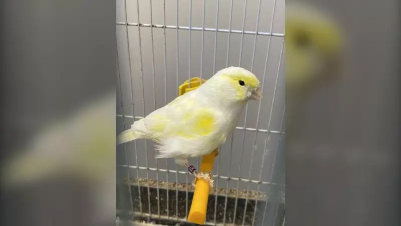 Over 70 Neglected Birds Rescued from Winnipeg Home