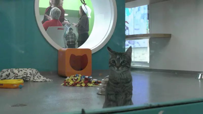 Regina Humane Society Launches Home for Holidays Pet Adoption Drive