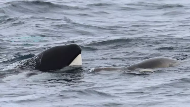 Revealed: The Secret Diets of Vancouver Island's Elusive Mammal-Hunting Orcas