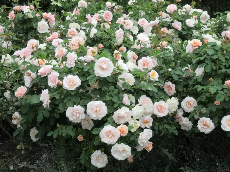 Rose Pruning Guide: Best Timing for Climbers and Bush Varieties