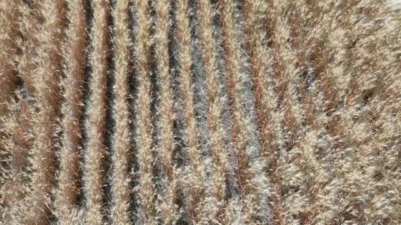 Saskatchewan Farmers Demand Crop Insurance Reform After 9-Year Drought