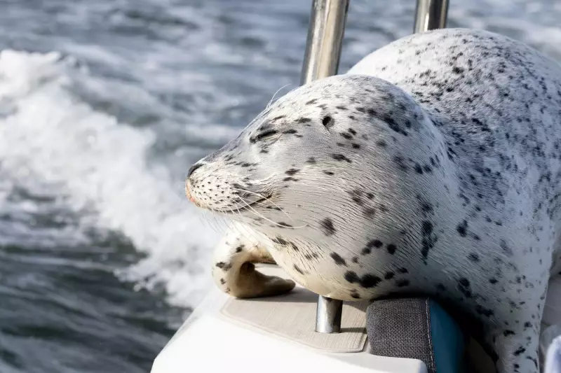 Seal's Dramatic Escape from Orcas by Jumping onto Boat in Washington