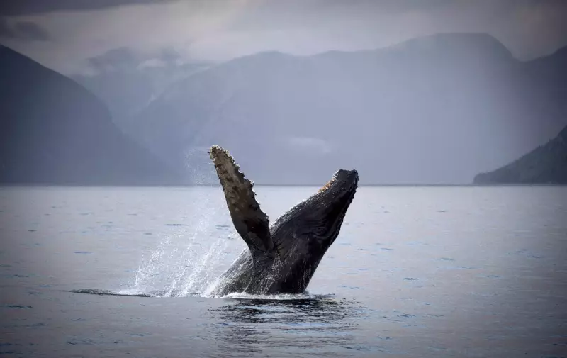 Second Humpback Whale Found Dead in B.C. Waters Within Two Weeks