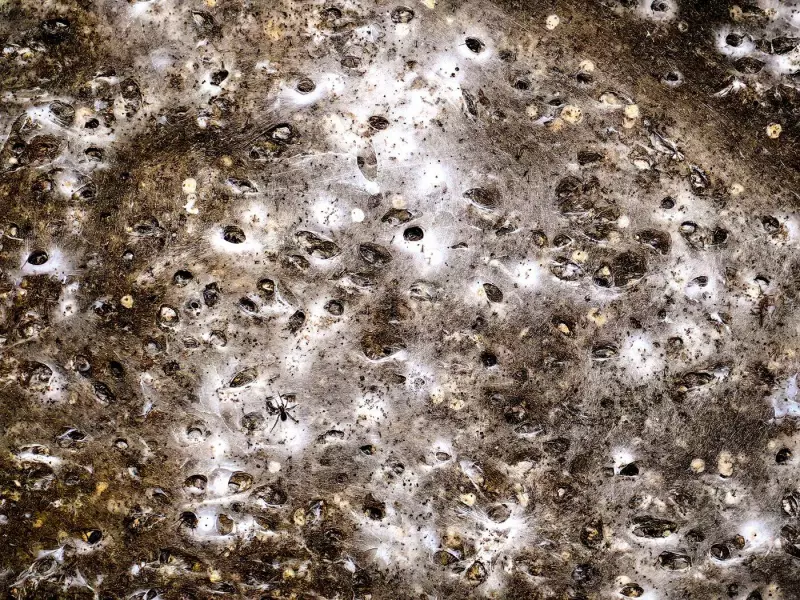 Spider Super-Web Reveals 'Constant Party' of Cohabiting Arachnids