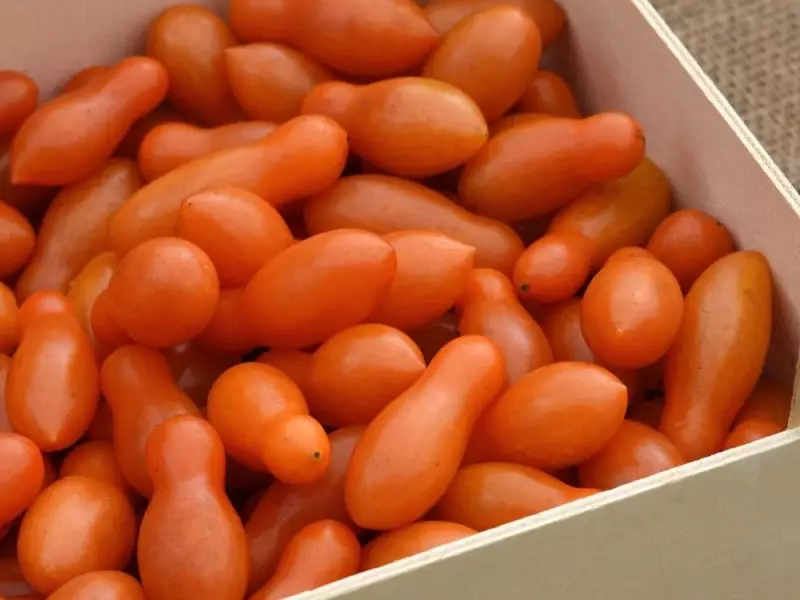 Sun Dipper Tomato: A Canadian Gardener's Delight for Dipping