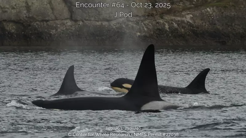Tragedy Strikes: Southern Resident Orca Calf Presumed Dead in Devastating Blow to Endangered Pod