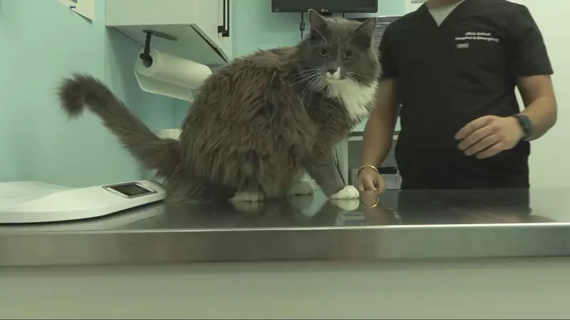 Vancouver Humane Society Reports Record Emergency Vet Assistance Requests