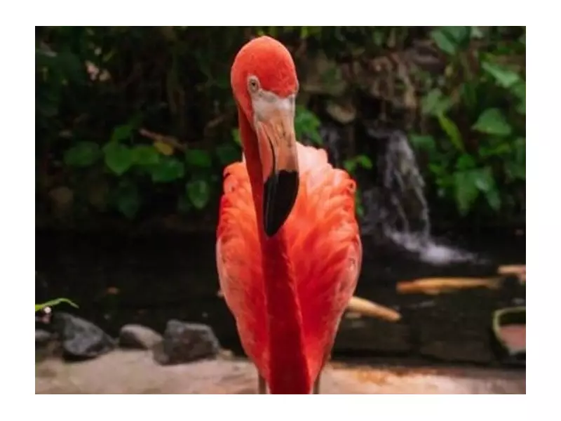 Victoria's Iconic Pink Flamingo Turns 50: The Story Behind Mango's Remarkable Milestone