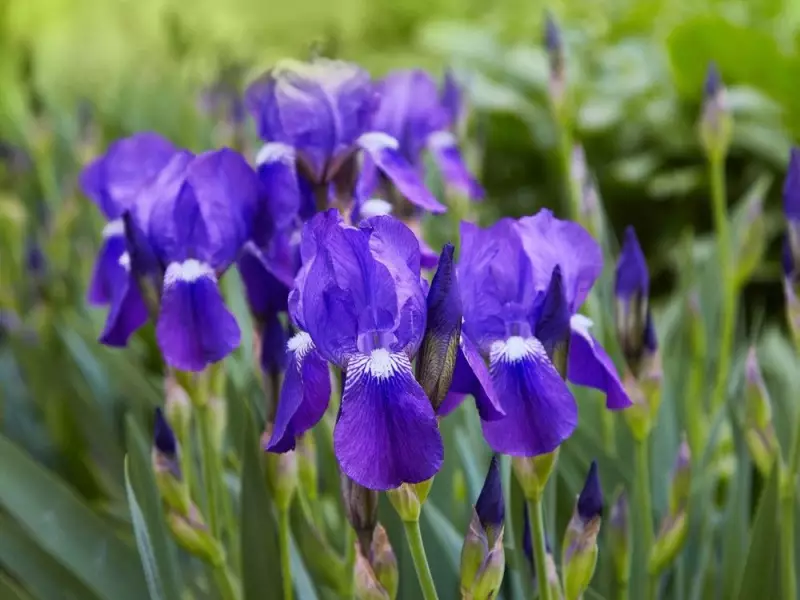 When to Divide Bearded Irises: Expert Gardening Tips for Canadian Gardeners