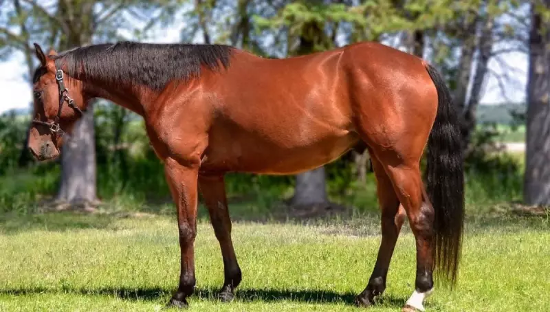Where's Hank? Alberta Horse Trainer Accused of Theft Claims She's Actually the Victim in Payment Dispute