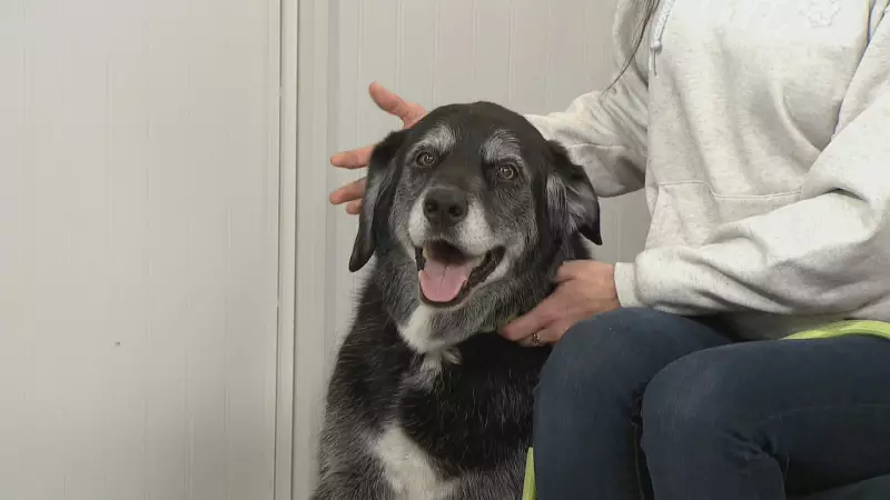 Why Adopting Senior Pets Saves Lives: Edmonton Rescue Shares Story