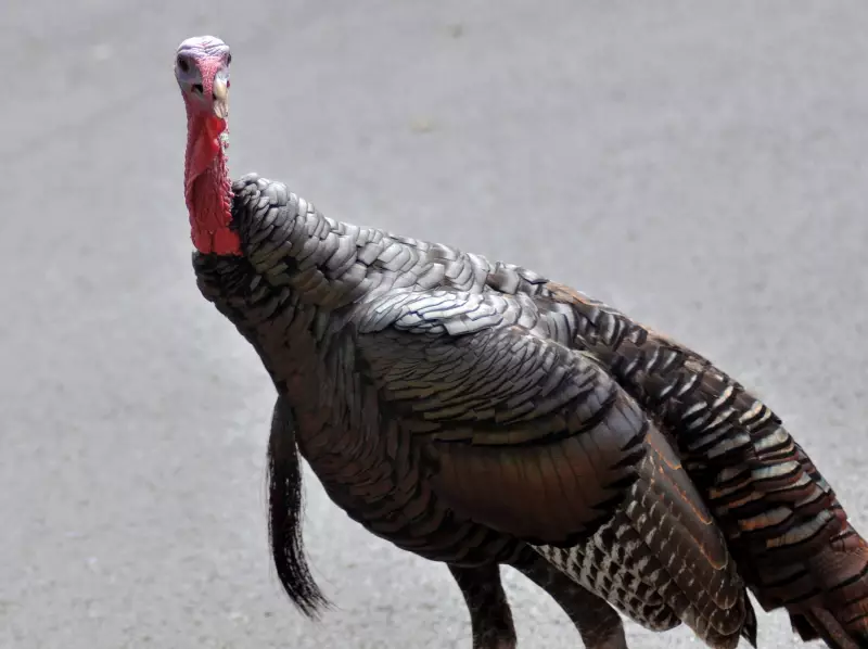 Wild Turkeys Disrupt Traffic in St. Catharines Neighborhoods