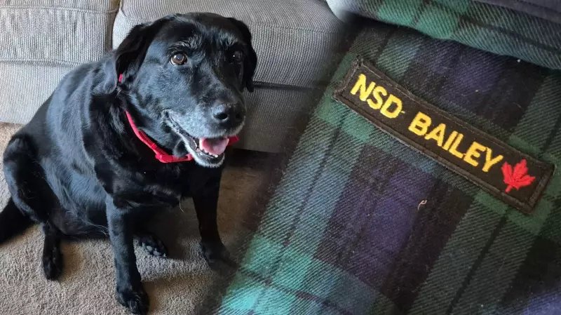 Windsor Veteran's Service Dog Still Remembers PTSD Support Role