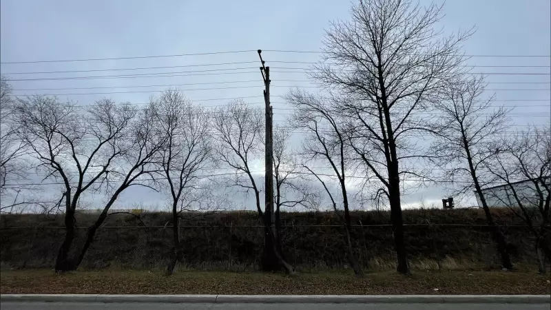 Winnipeg to Lose 262 Trees on Selkirk Avenue in Hydro Project
