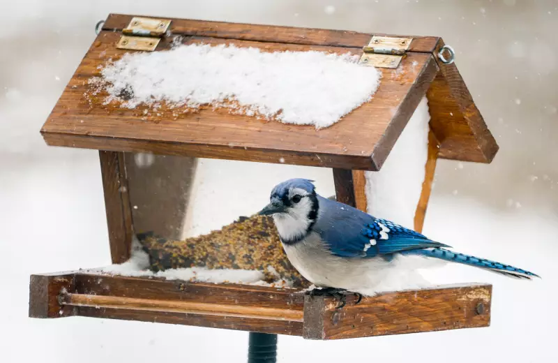 Winter's Wrath: Timmins Braces for Major Snowfall With Up to 25 cm Expected