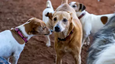 Ancient Journeys: Dogs Travelled with Humans 10,000 Years Ago