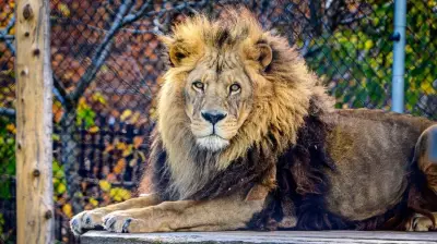 Azizi the Lion Dies at 18 in Magnetic Hill Zoo, Moncton