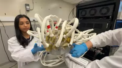 Canadian-U.S. Brain Cancer Breakthrough: Ultrasound Helpet Targets Tumours