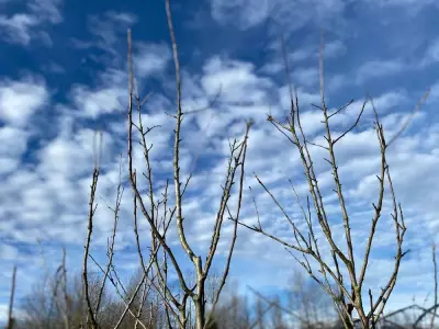 Don't Lose a Single Plant This Winter: Your Essential Pre-Cold Prep Guide