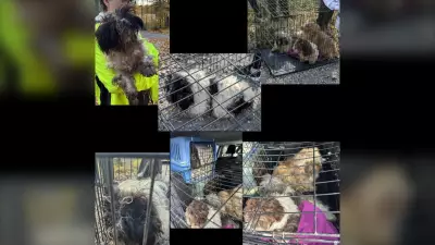 Dozens of Puppies Abandoned on Rural Ontario Road in Shocking Case of Animal Cruelty