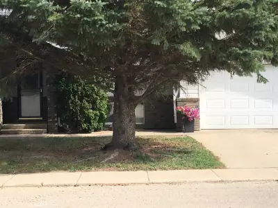 Gardening Expert Reveals Why Grass Won't Grow Under Spruce Trees