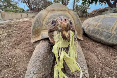 Gramma the Galapagos Tortoise Dies at 141, San Diego Zoo's Oldest Resident