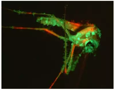 Nature's Ingenious Mosquito Trap: How a Sweet-Smelling Fungus Lures Bloodsuckers to Their Doom