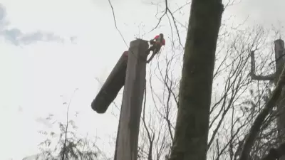 Vancouver Residents Take Legal Action Against Stanley Park Tree Removal Plan