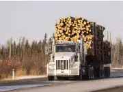 Alberta's Rare Crowsnest Pass Forest Faces Management Crisis