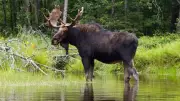 American Hunters Fined for Illegal Moose Shooting from Motorboat in Ontario