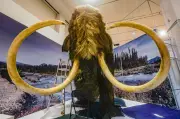 Ancient Mammoth Tooth Discovery Rewrites Quebec's Prehistoric History