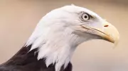 Bald Eagle Drops Cat on Car in North Carolina Highway Incident
