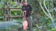 B.C. horticulturalist becomes emotional support for elderly flamingo