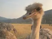 BC Ostrich Cull Sparks Outrage: Distraught Onlookers Witness Controversial Farm Closure