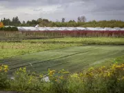 BC Premier Clashes with Courts Over Indigenous Land Rights and Private Property | Vancouver Sun Analysis