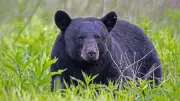 Bear Activity Forces Closure of Vancouver Island Campground