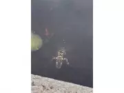 Boston's Charles River Alligator Rescue: A Social Media Sensation