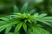 Brazil Approves Cannabis Research for Agricultural Agency in 2025
