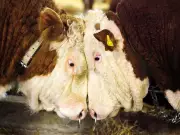 Bubble or Bull? Market Outlook, China EV Risks, and Iconic Jingle